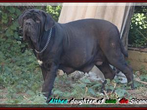 Althea daughter of sine^die Sicano.....