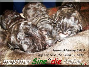 cuccioli di Sine^die Sicano x Taitu breeder mastino Sine^die italia,,,,