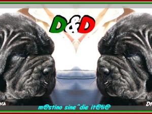 D&D sine^die Diva & Divina