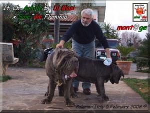 Ch. It. Achille by Gianni Di Blasi x Sine^die Flaminia,,, joining,,, 5 February 2008,