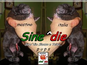 cuccioli di Sine^die Sicano x Taitu breeder mastino Sine^die italia,,