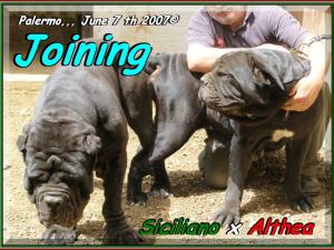 Joining,,, Althea x Siciliano by sine^die,,, oo8 bis