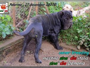 Sine^die Demonia,, Palermo 27 dicemmbre 2007,,,