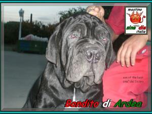 Bandito di Ardea figlio di sine^die Sicano,,, 800 pixel,,,;
