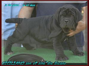 SICILIANO son of sine^die Sicano.... owner mastino sine^die italia. 