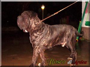 Bosco di Ardea,,, son of Sine^die Sicano,,