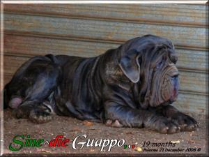 Sine^die Guappo,,, 21 Dicembre 2008