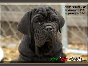 Erode sine^die,,, owner, Giampiero Vella USA,,,