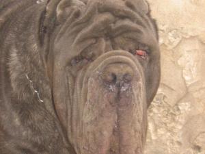 Guaglione  di casa Panico