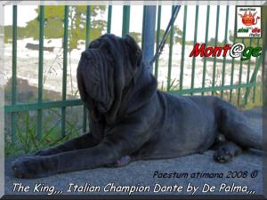 Italian Champion Dante by De Palma