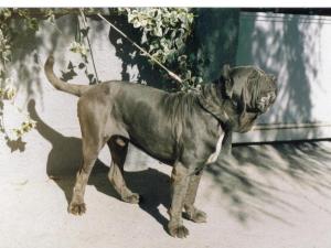 Figlio di Hatrim della Grotta Azzurra