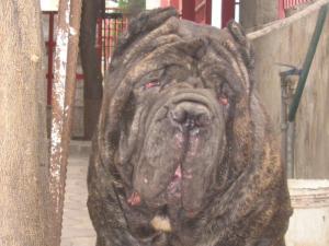 Munaciello di casa Panico