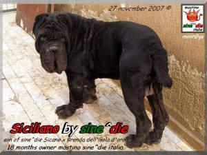 Siciliano by sine^die 18 months owner mastino sine^die italia,,,