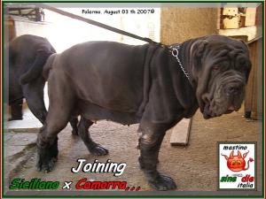 Siciliano & Camorra,,,  03 Agosto 2007 accoppiamento,,,