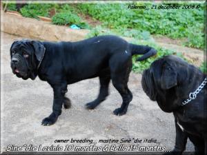 Sine^die Lavinia & bella