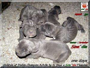 Cuccioli   Achille by Di Blasi x Sine^ die Flamninia,,, 5 aprile 2008,,,,,