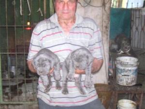 Luigi del prete - cuccioli -