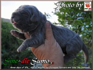 cuccioli di Demonia e Morfeo..