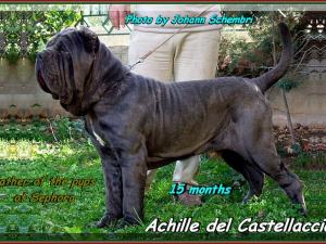 Achille del Castellaccio 15 months bis
