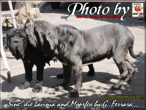Morfeo in visit my breeding.