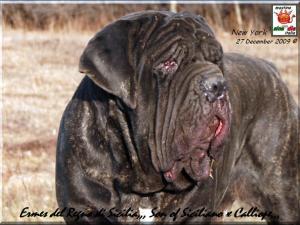 Ermes 27 December 2009,,,