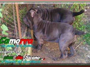 CAMORRA daughter of sine^die Sicano 800...pixel. 8 months, .