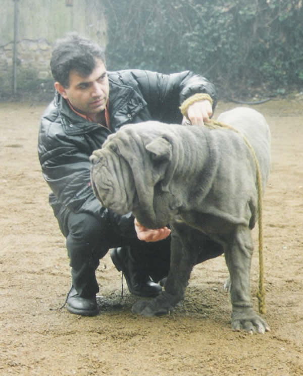 Neapolitan Mastiff Breeder Del Bengasche