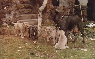 Raffaele Scognamielog Neapolitan Mastiff