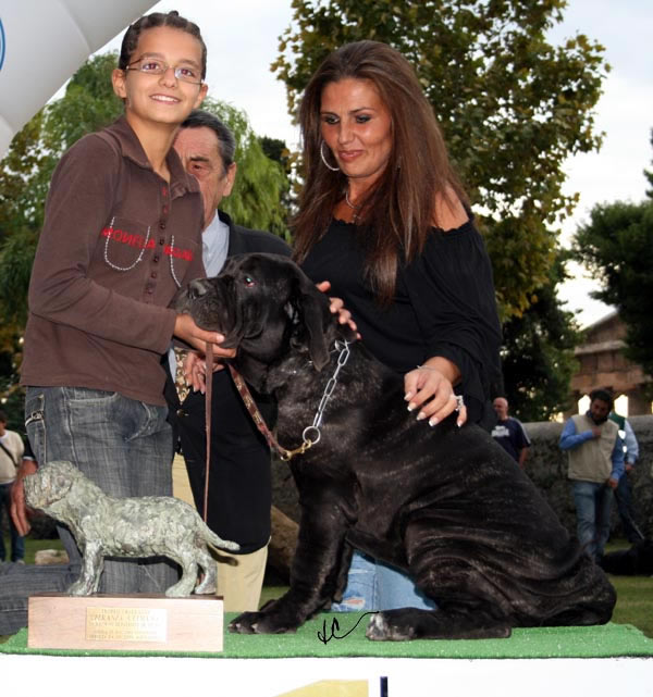 Neapolitan Mastiff Patrizio De Vitale