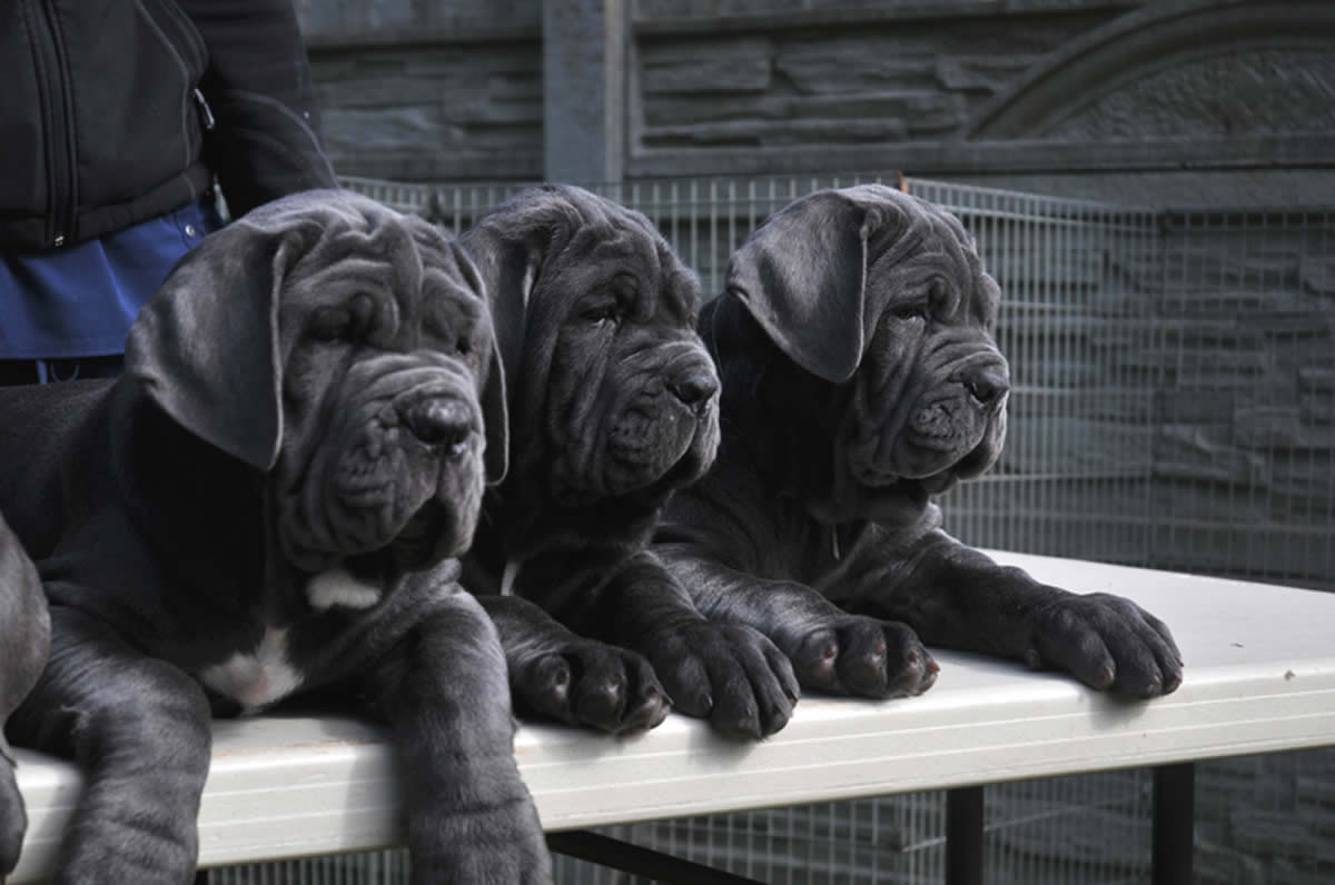Neapolitan Mastiff Puppies